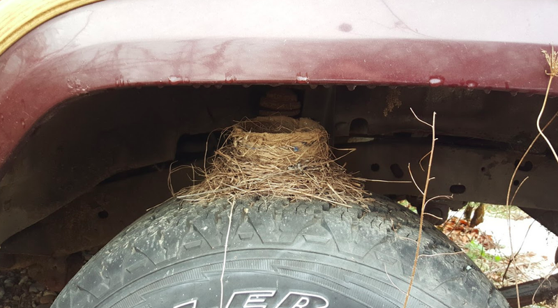 Strangely, this is the SECOND time I’ve spotted a bird’s nest on top of the tire of a full-size Jeep. This one here was on a Grand Wagoneer’s front tire (I was contemplating buying this Woodie when I looked at my Golden Eagle).